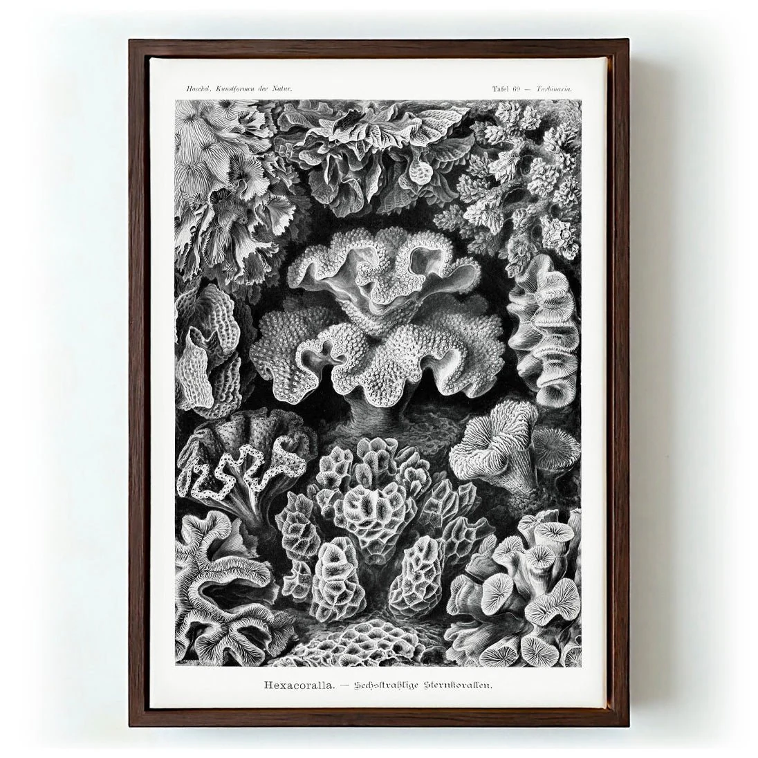 Hexacoralla I by Ernst Haeckel - Image 6