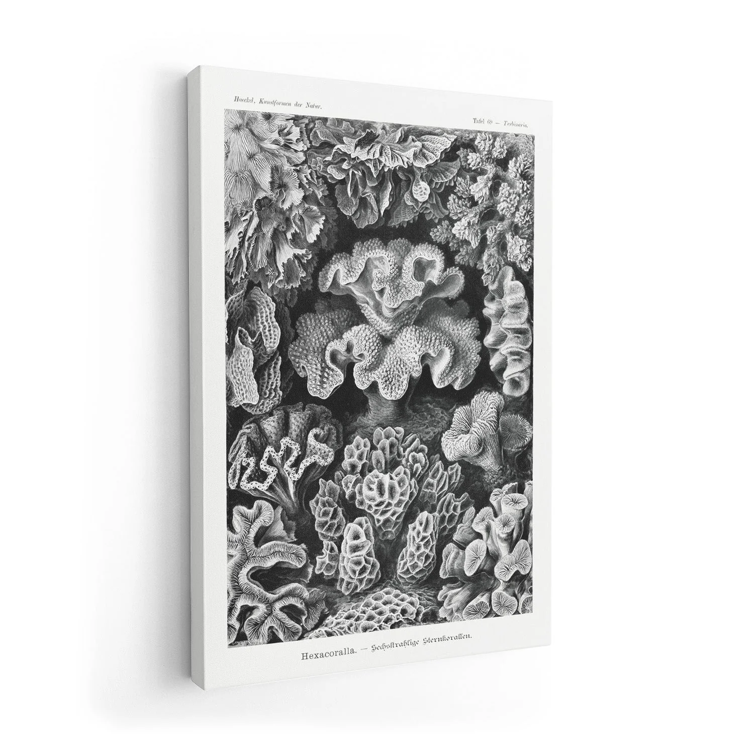 Hexacoralla I by Ernst Haeckel - Image 7
