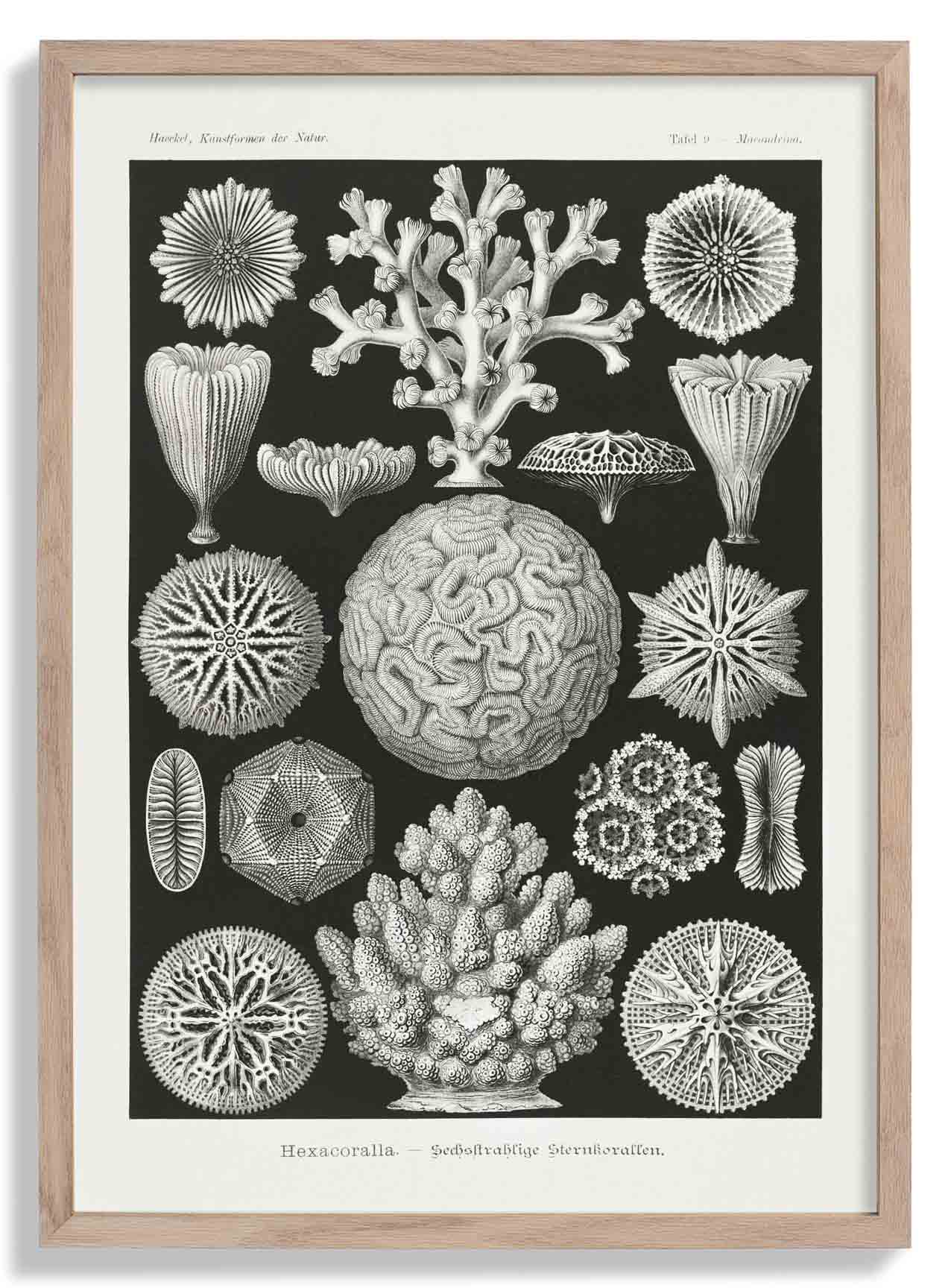 Hexacoralla II by Ernst Haeckel