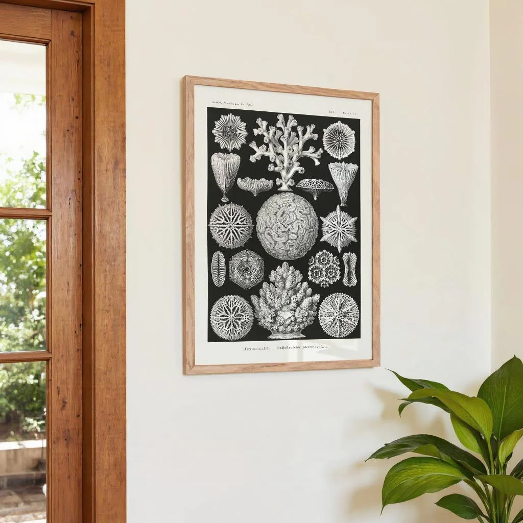 Hexacoralla II by Ernst Haeckel - Image 4