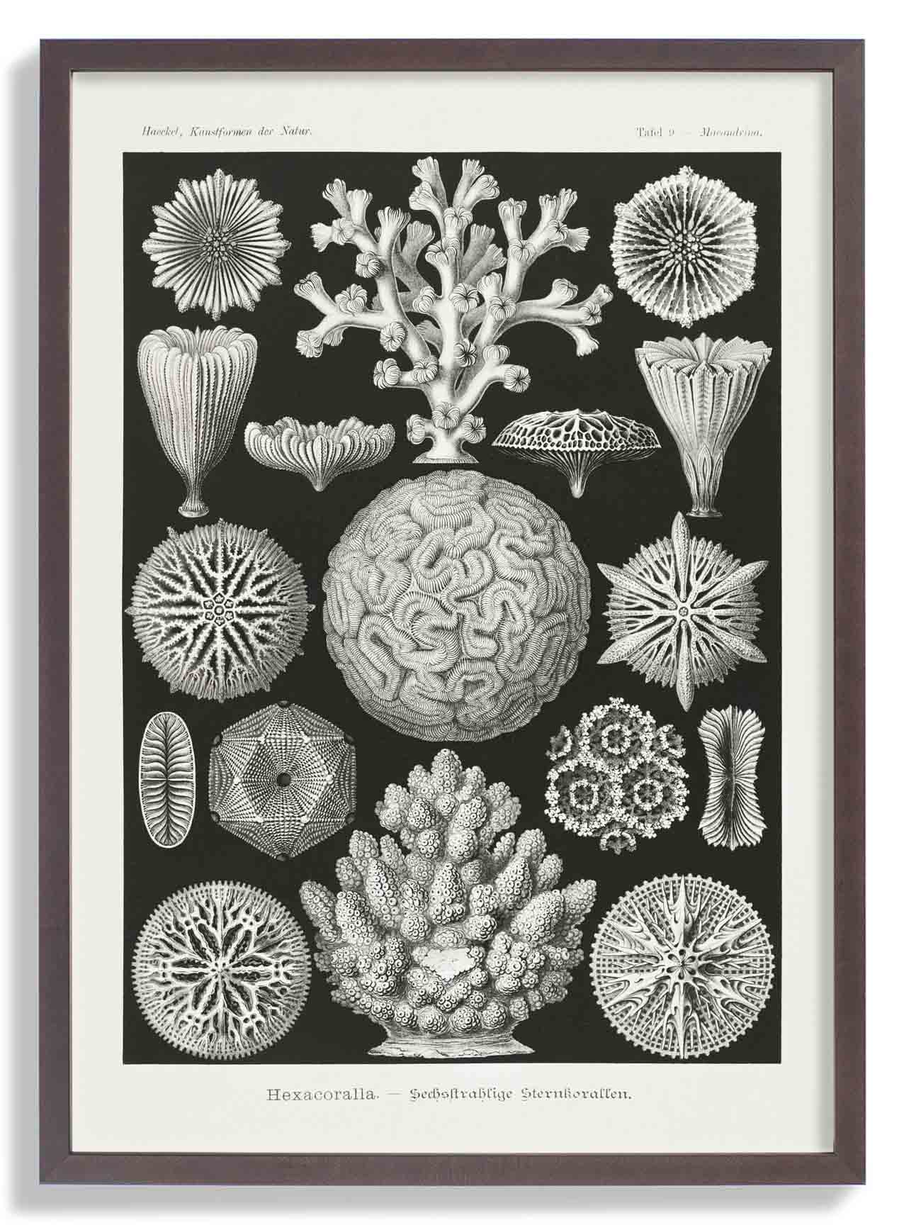 Hexacoralla II by Ernst Haeckel - Image 7