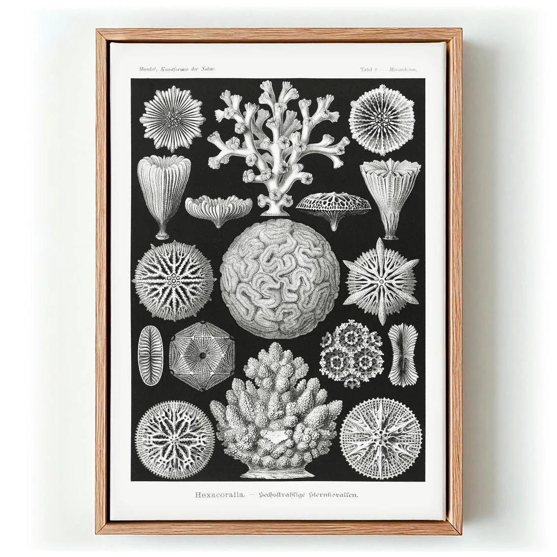 Hexacoralla II by Ernst Haeckel