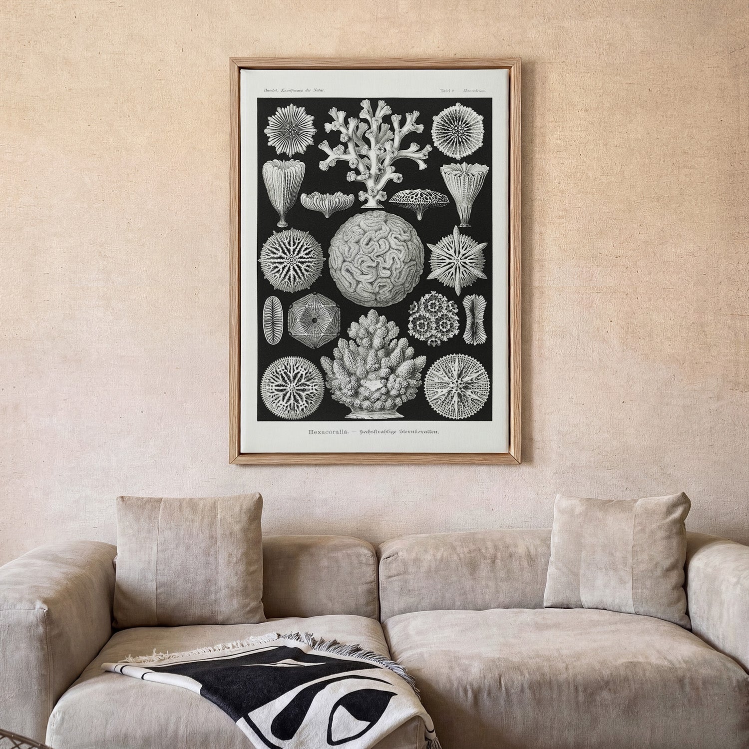 Hexacoralla II by Ernst Haeckel - Image 2