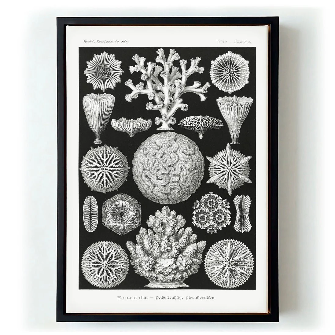 Hexacoralla II by Ernst Haeckel - Image 5