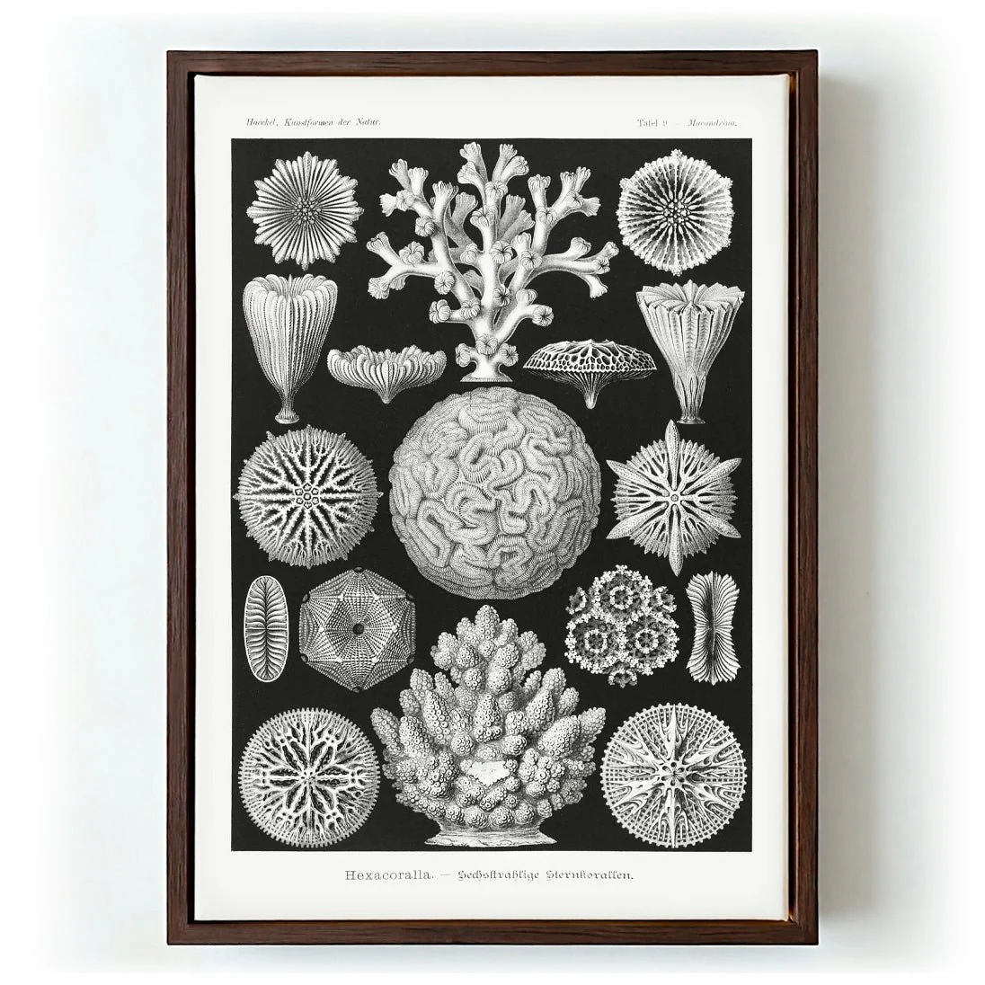 Hexacoralla II by Ernst Haeckel - Image 6
