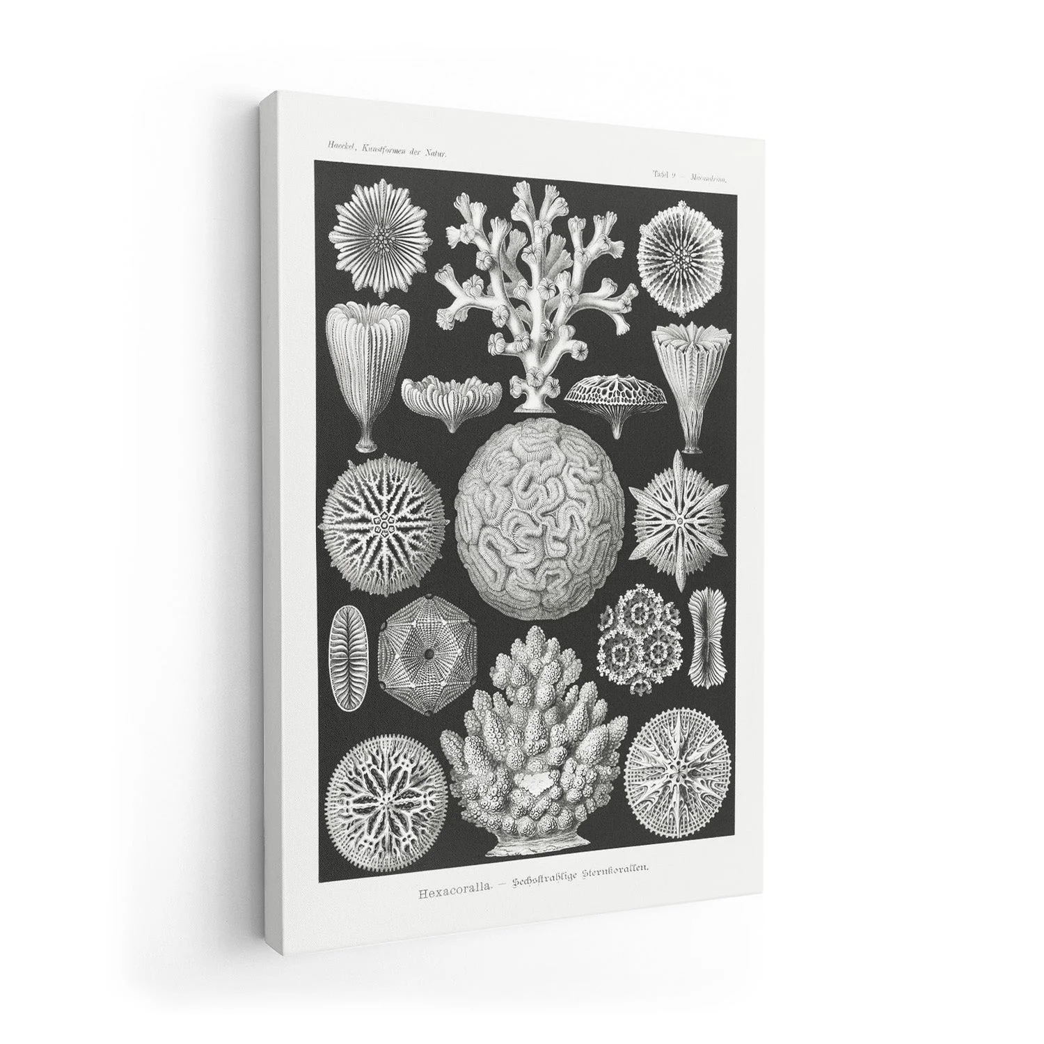 Hexacoralla II by Ernst Haeckel - Image 7