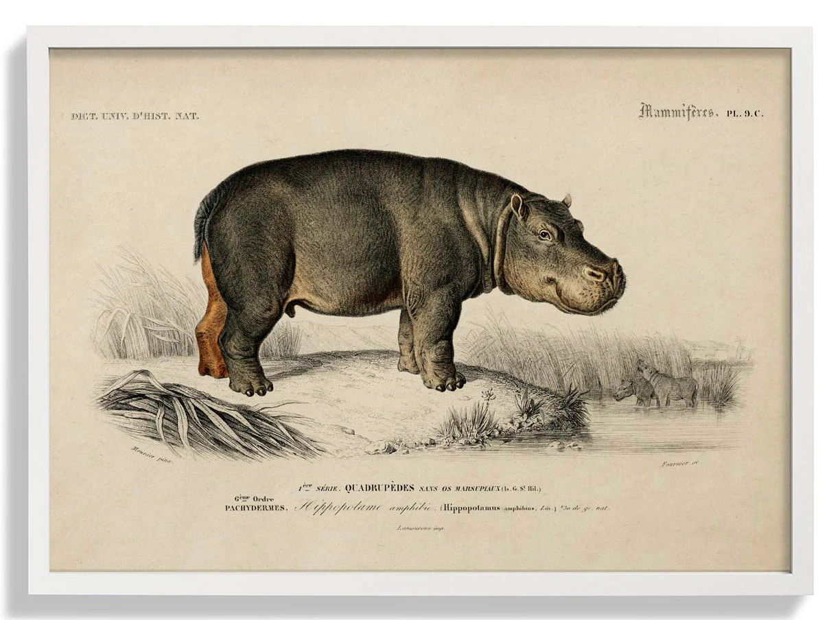Hippopotamus Animal - Image 5