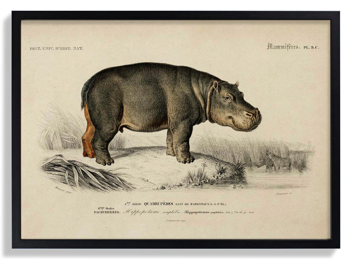 Hippopotamus Animal - Image 6