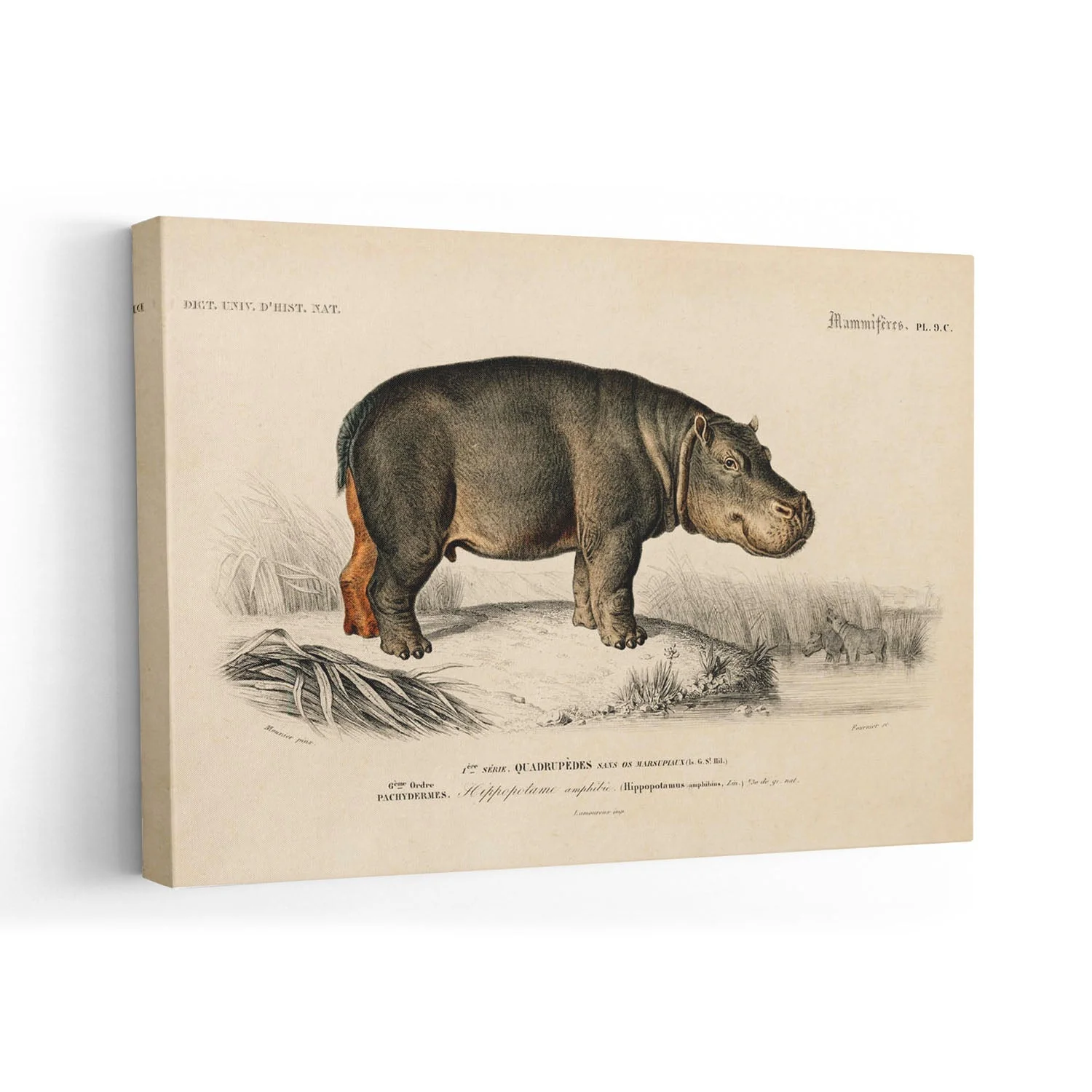 Hippopotamus Animal - Image 7