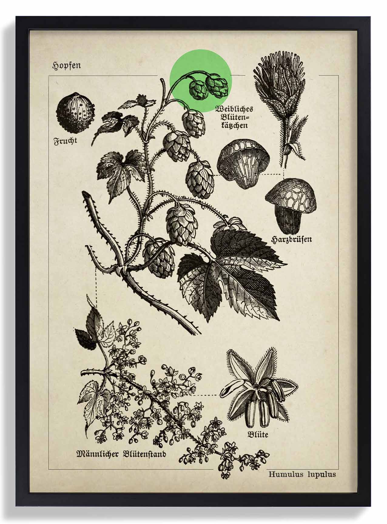 Hops - Image 6