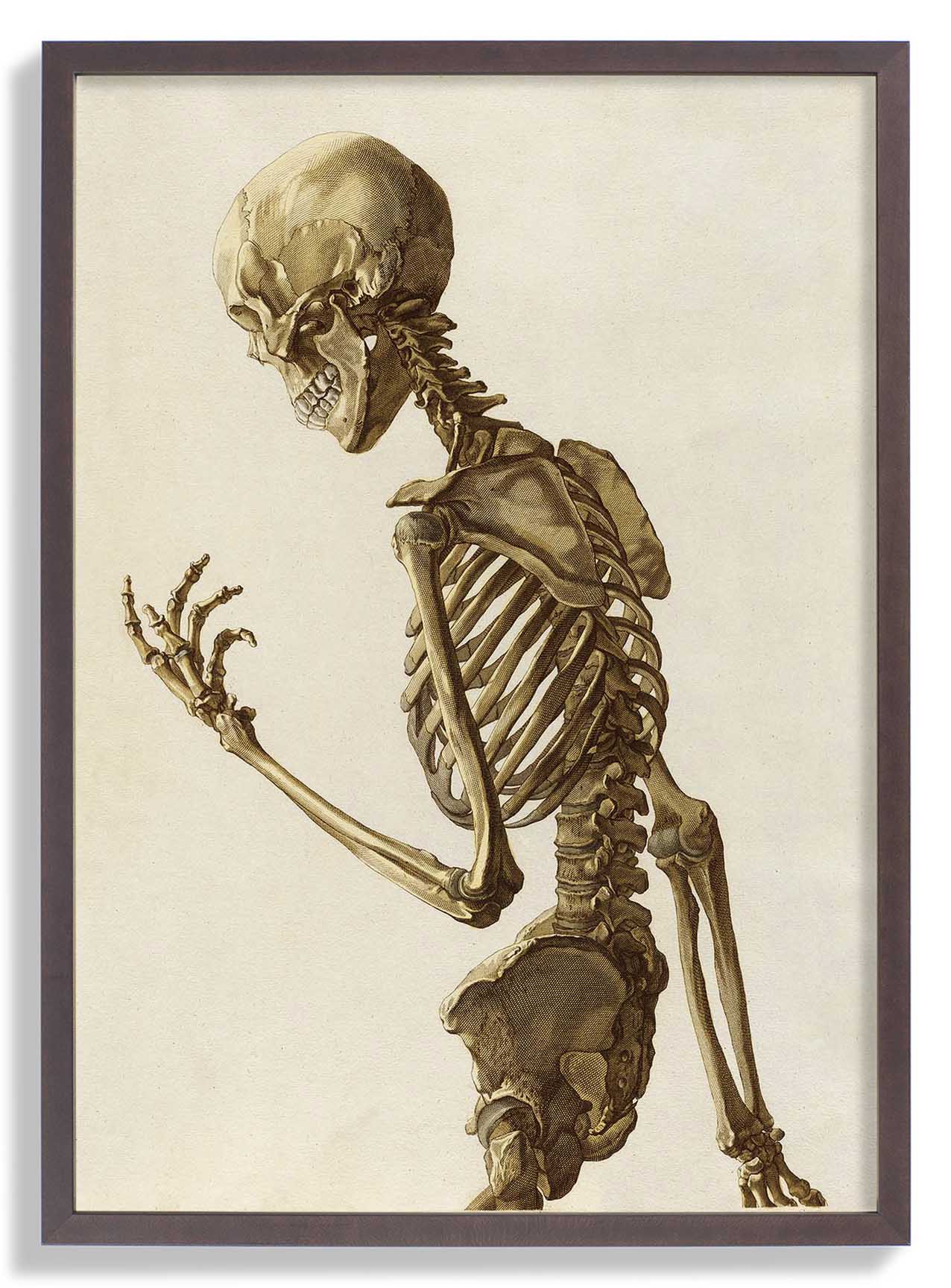 Human Skeleton - Image 7