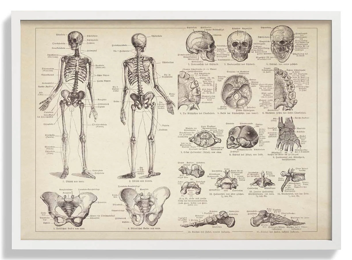 Human Skeleton Anatomy - Image 3