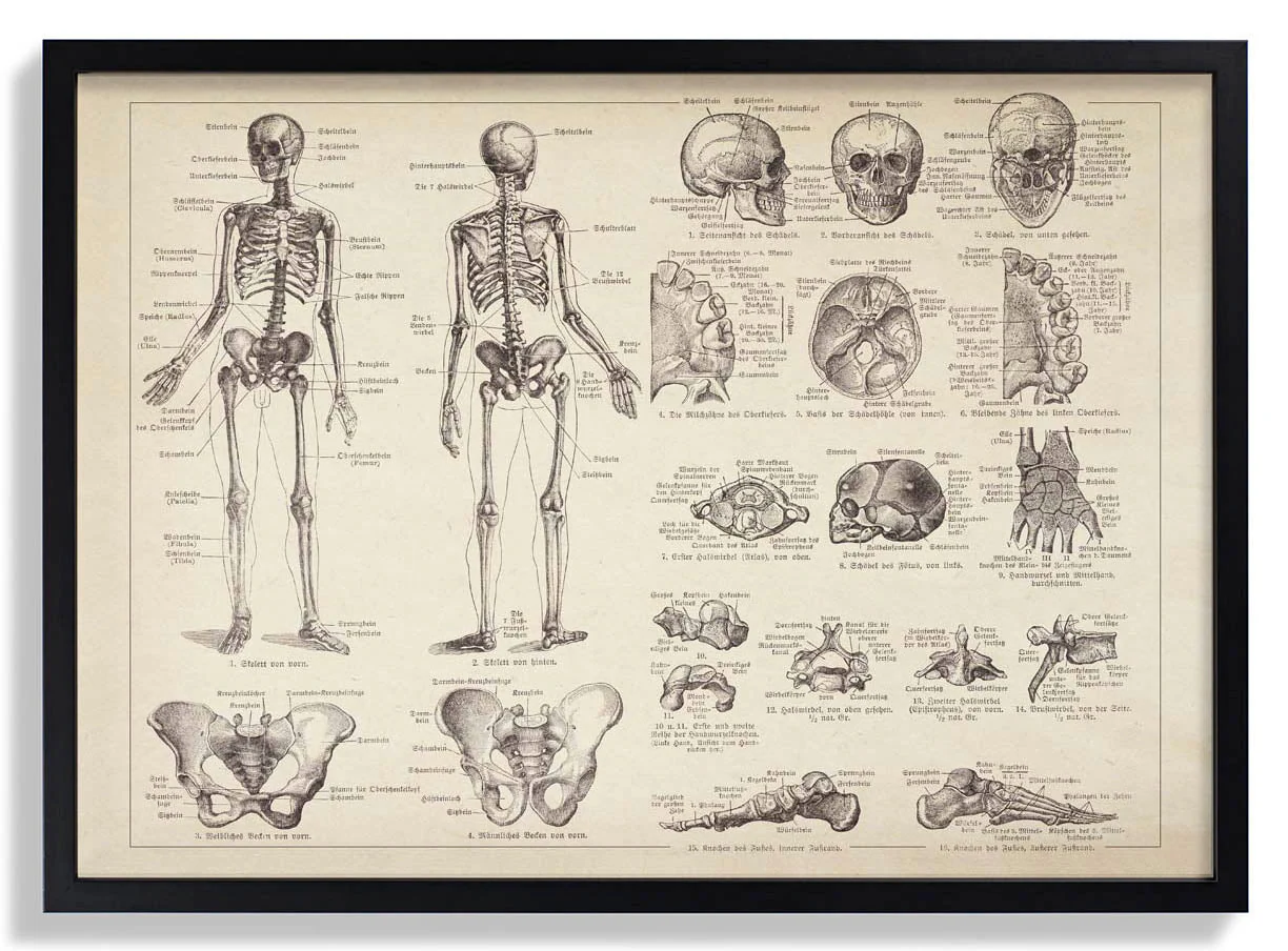 Human Skeleton Anatomy - Image 4