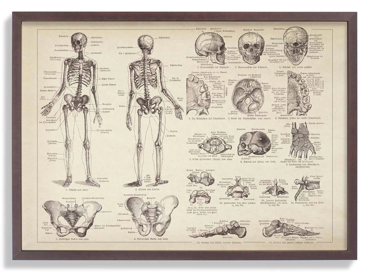 Human Skeleton Anatomy - Image 5