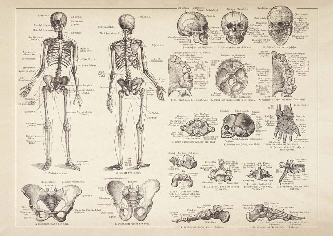 Human Skeleton Anatomy - Image 6