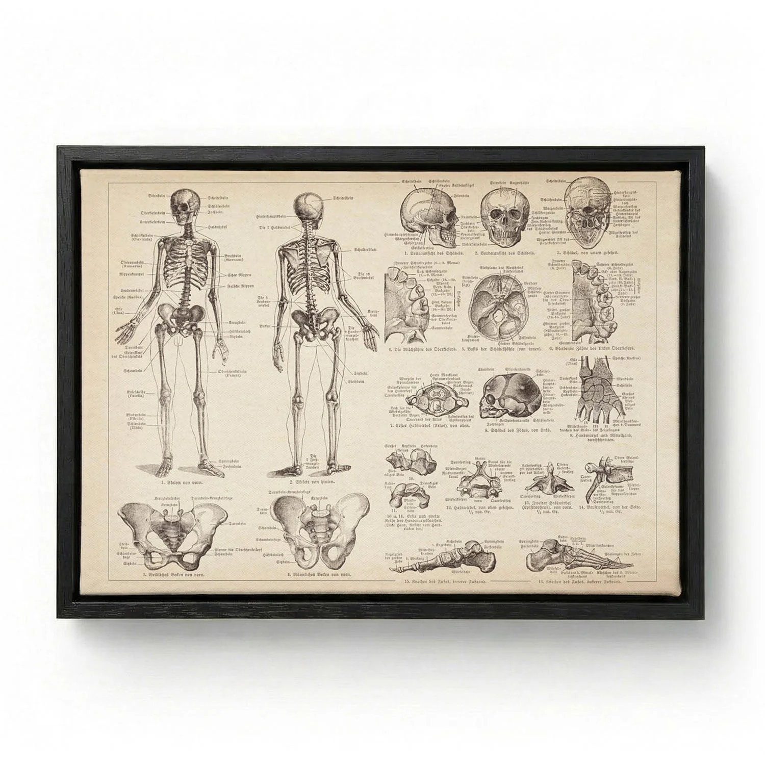 Human Skeleton Anatomy - Image 5