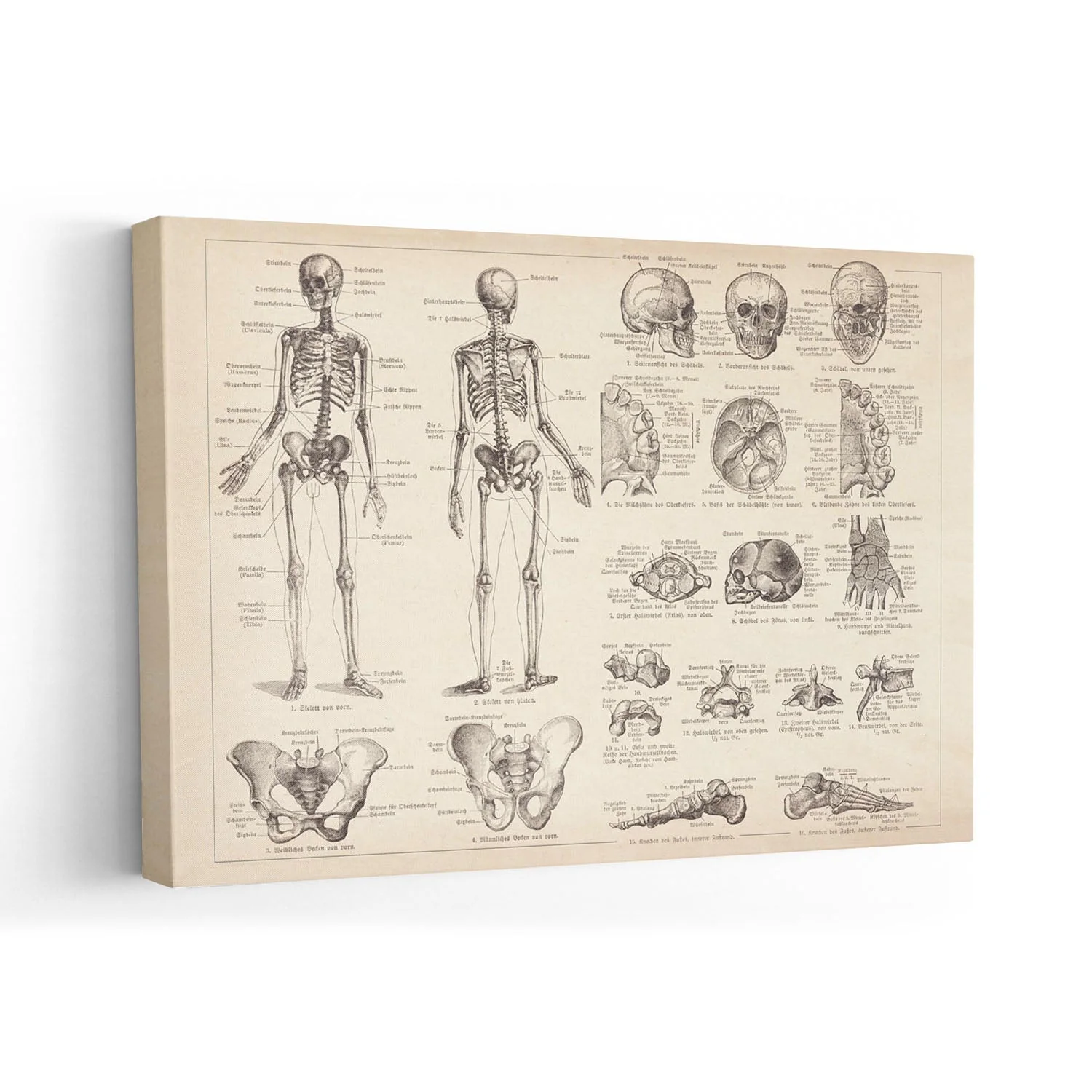 Human Skeleton Anatomy - Image 7