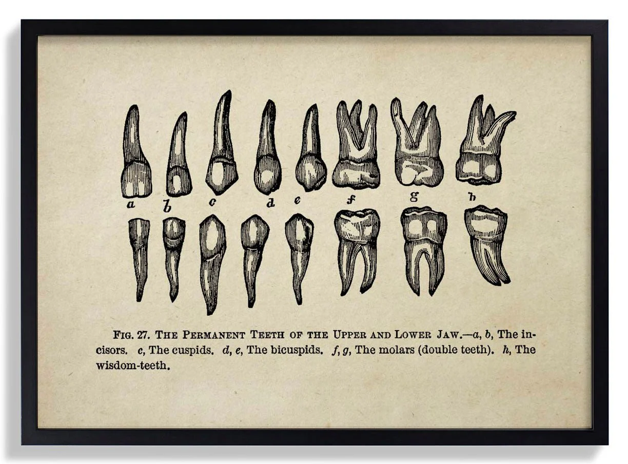 Human Teeth Medical - Image 3