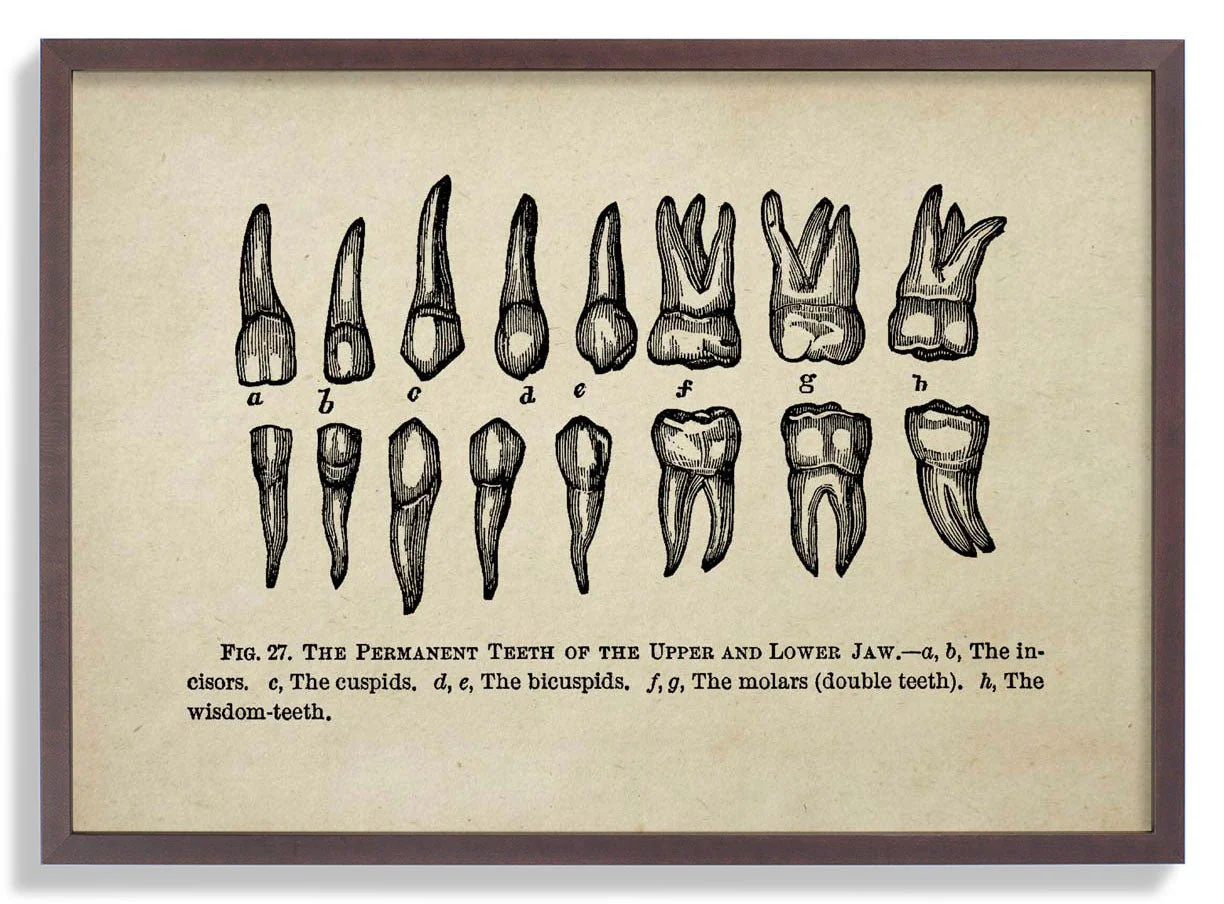 Human Teeth Medical - Image 4