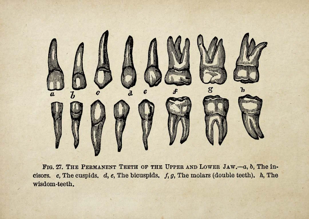 Human Teeth Medical - Image 5