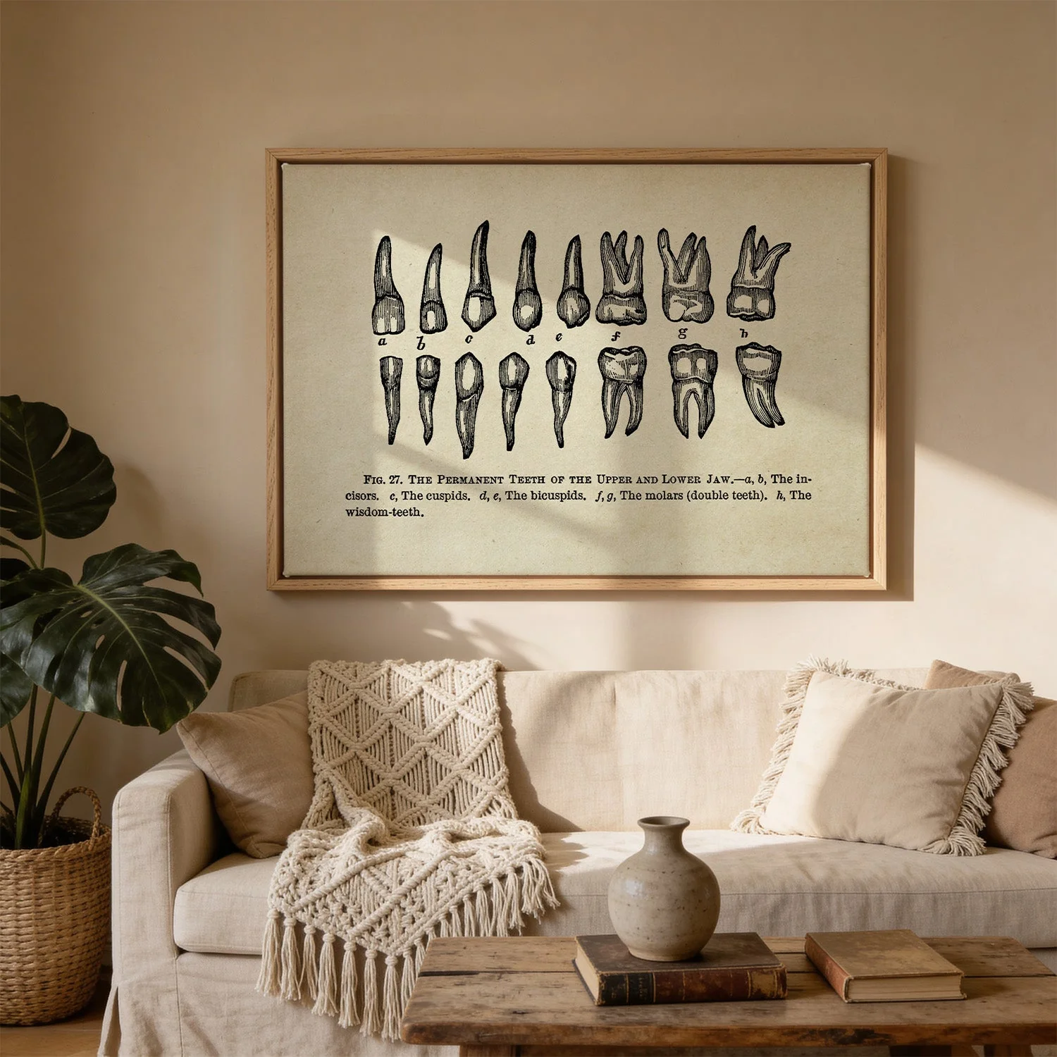 Human Teeth Medical - Image 3
