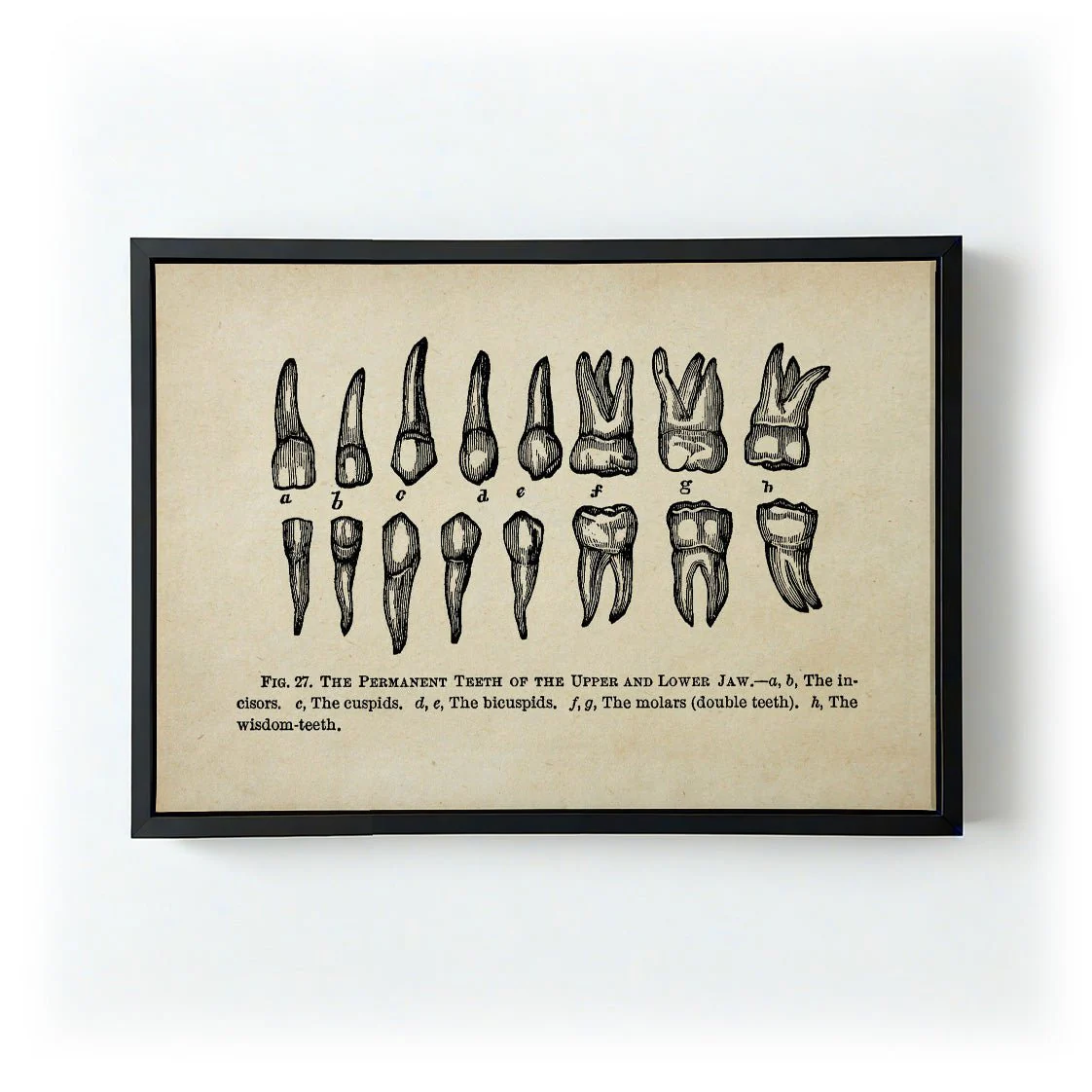 Human Teeth Medical - Image 5