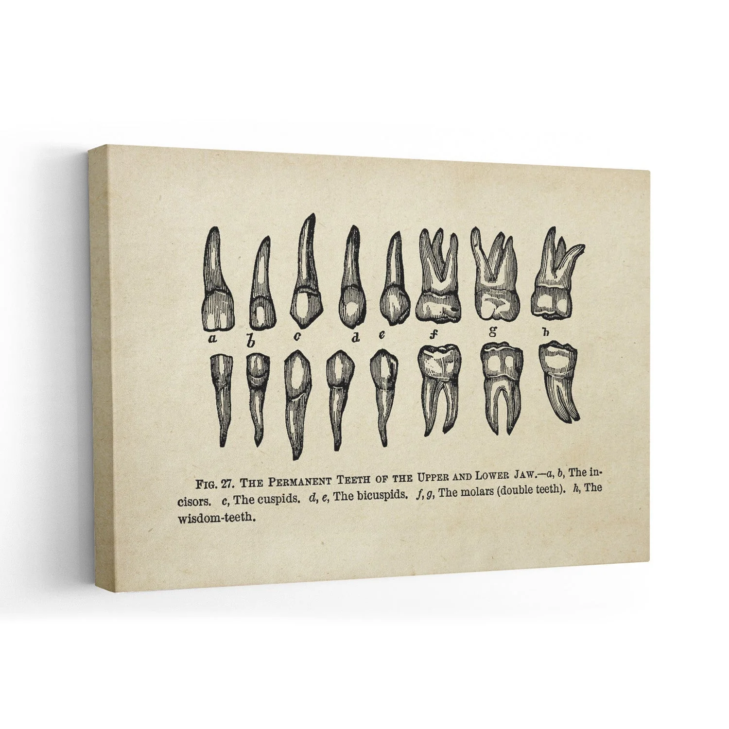 Human Teeth Medical - Image 7