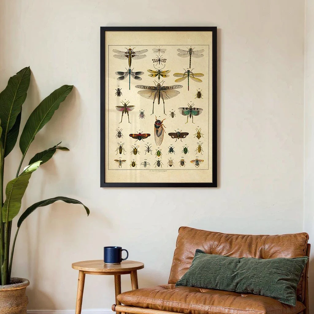 Insects by Oken - Image 3
