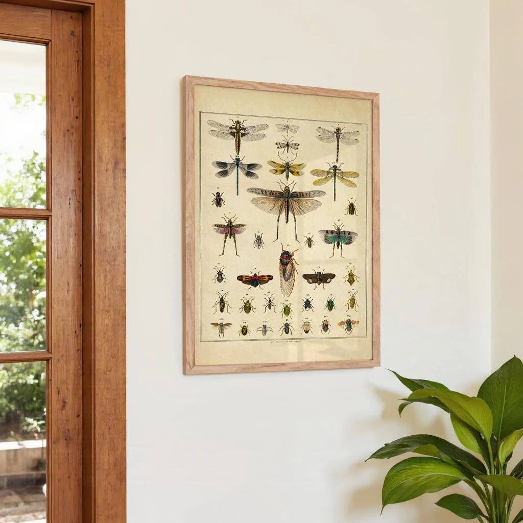Insects by Oken - Image 4
