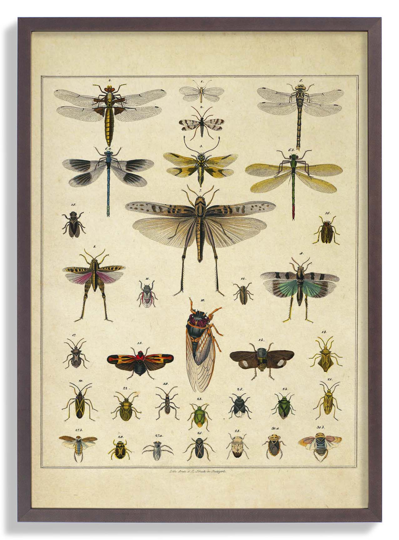 Insects by Oken - Image 7