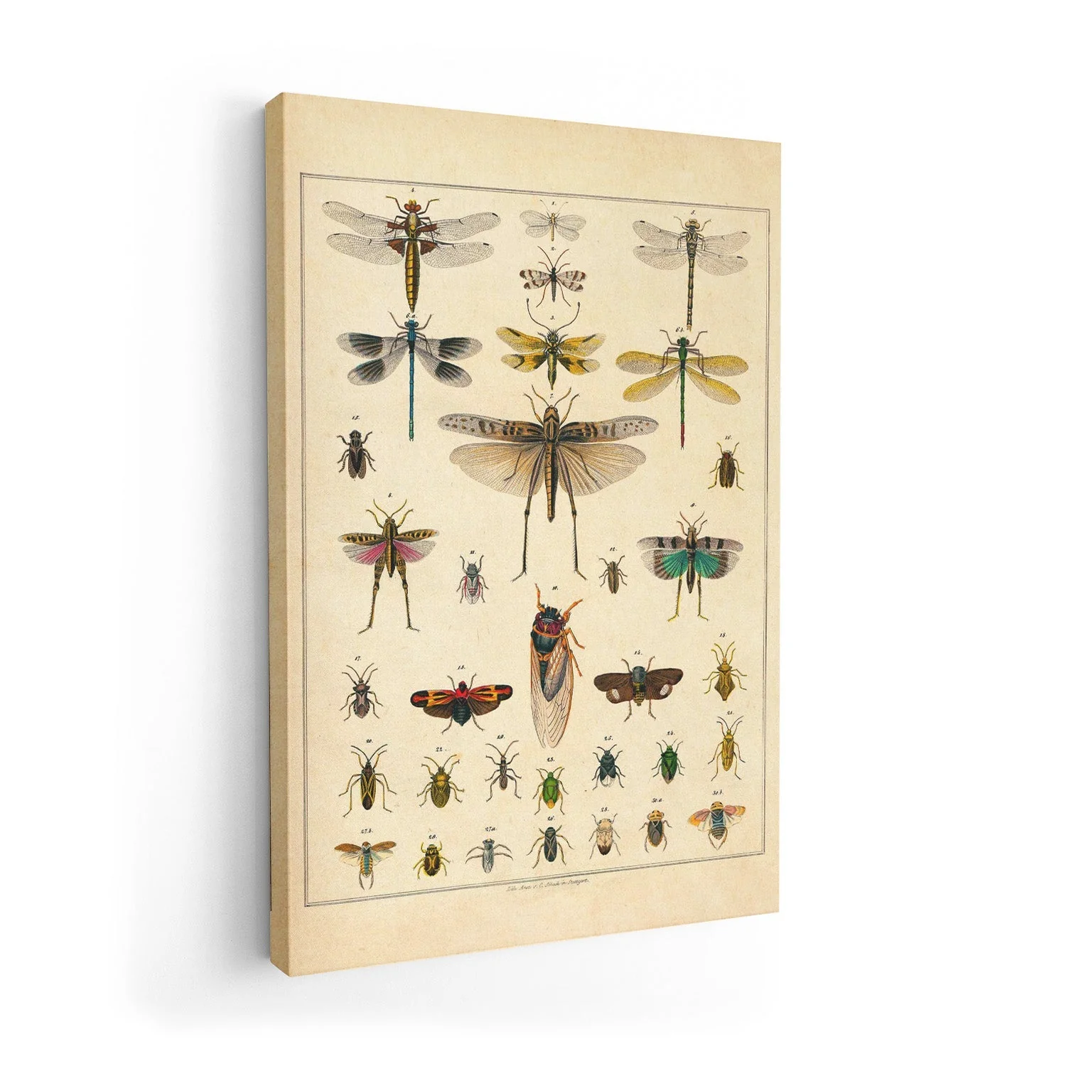 Insects by Oken - Image 7