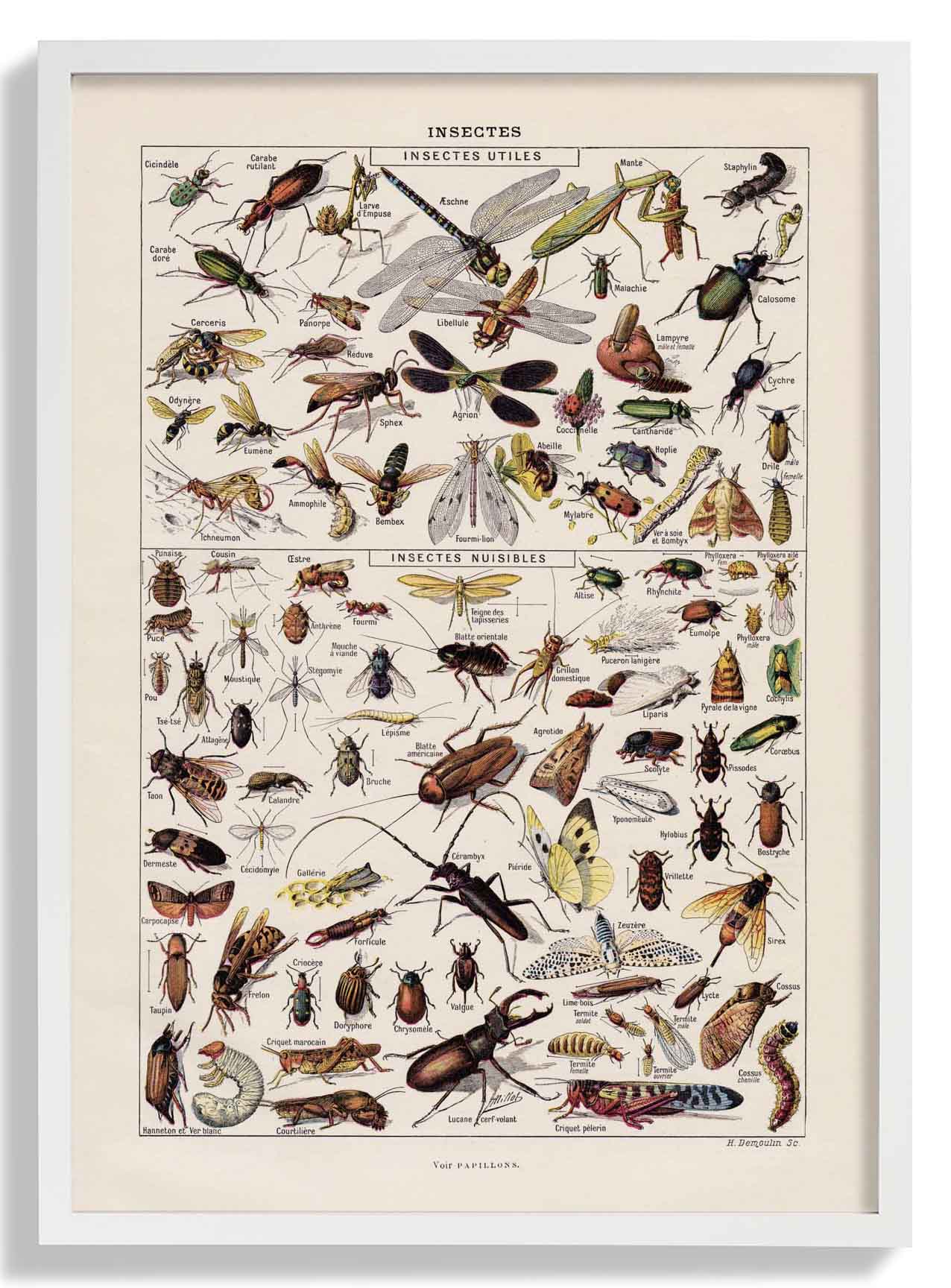 Insects Larousse - Image 5