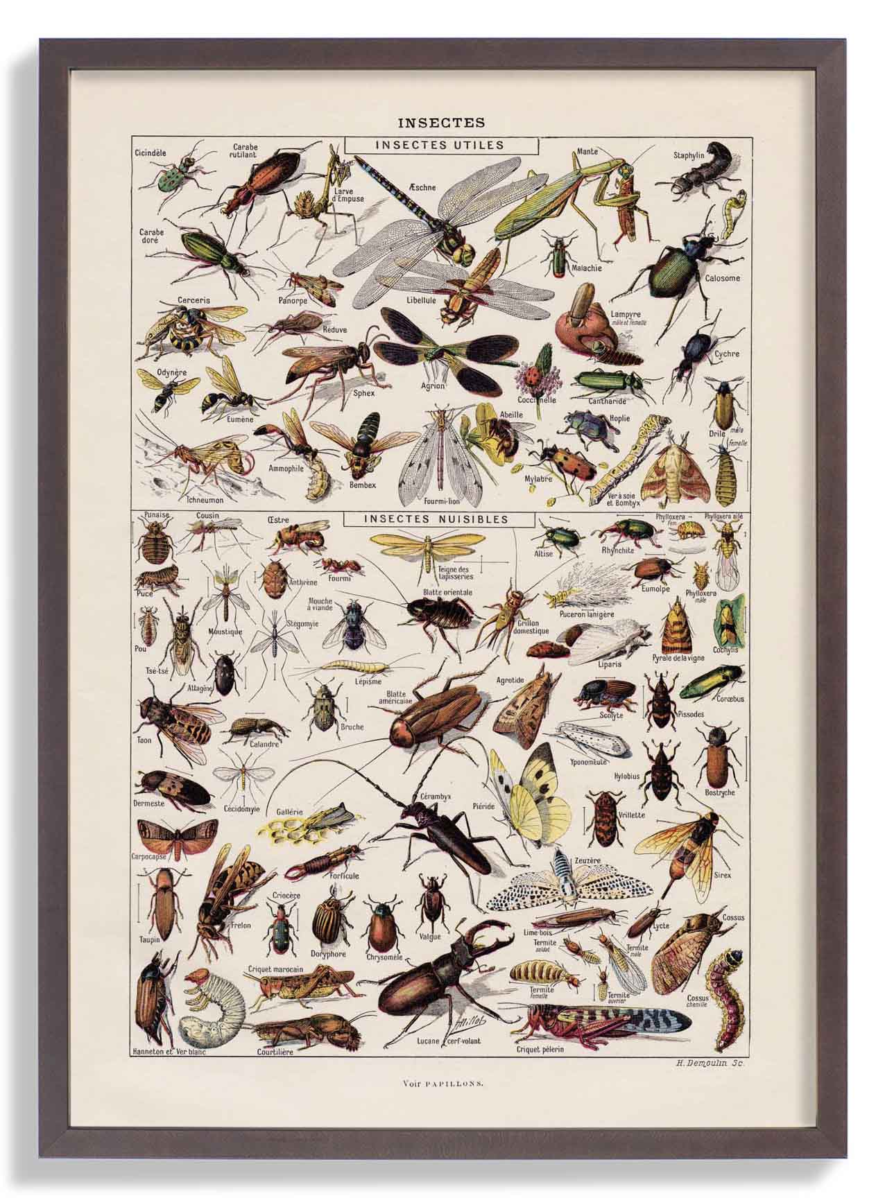 Insects Larousse - Image 7