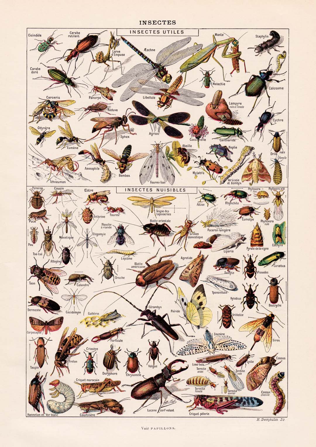 Insects Larousse - Image 8