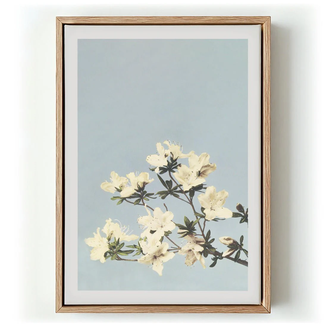 Japanese Azaleas by Ogawa Kazumasa