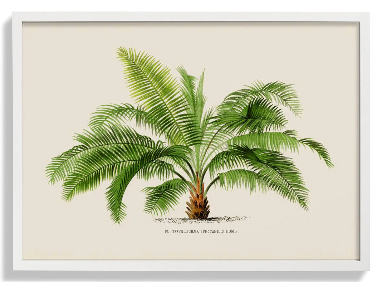 Jubaea Spectabilis Palm Tree Art Print - Image 5