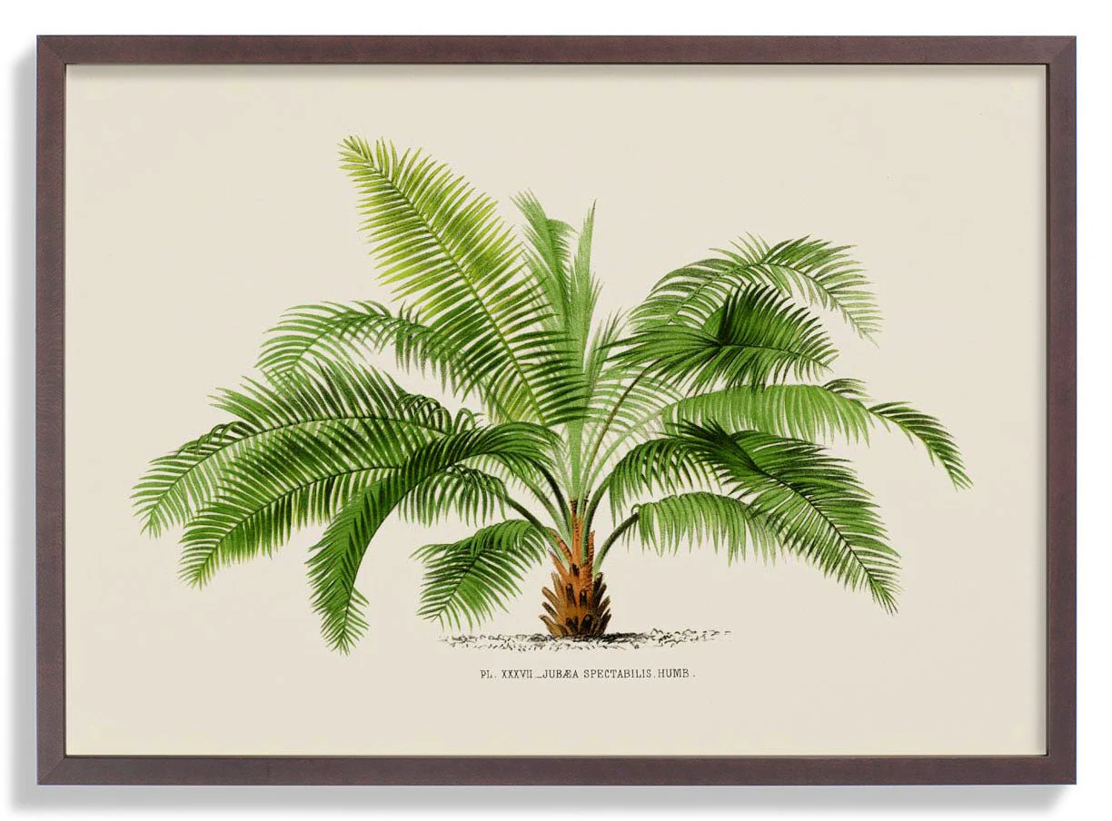 Jubaea Spectabilis Palm Tree Art Print - Image 7