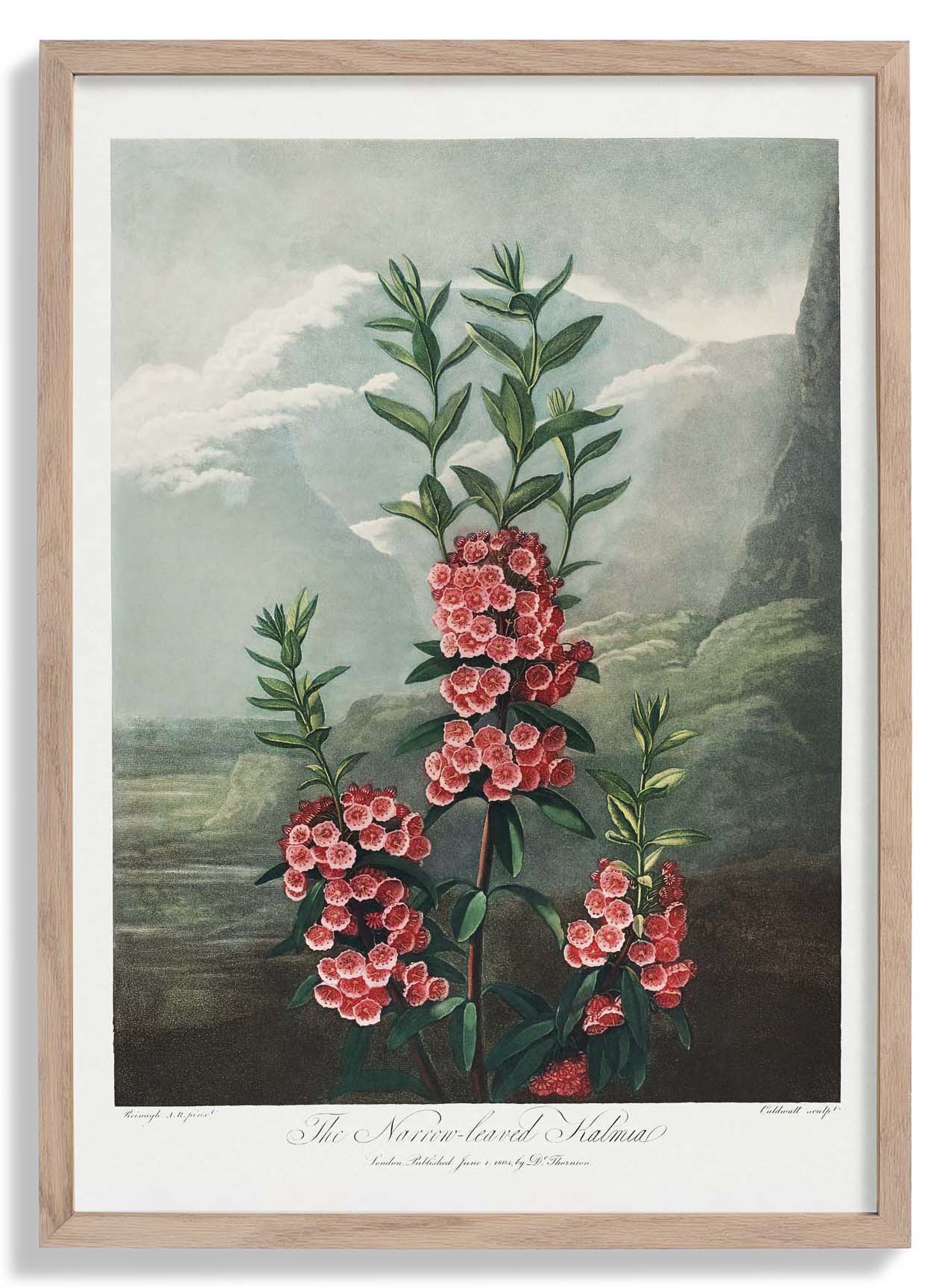 Kalmia from The Temple of Flora