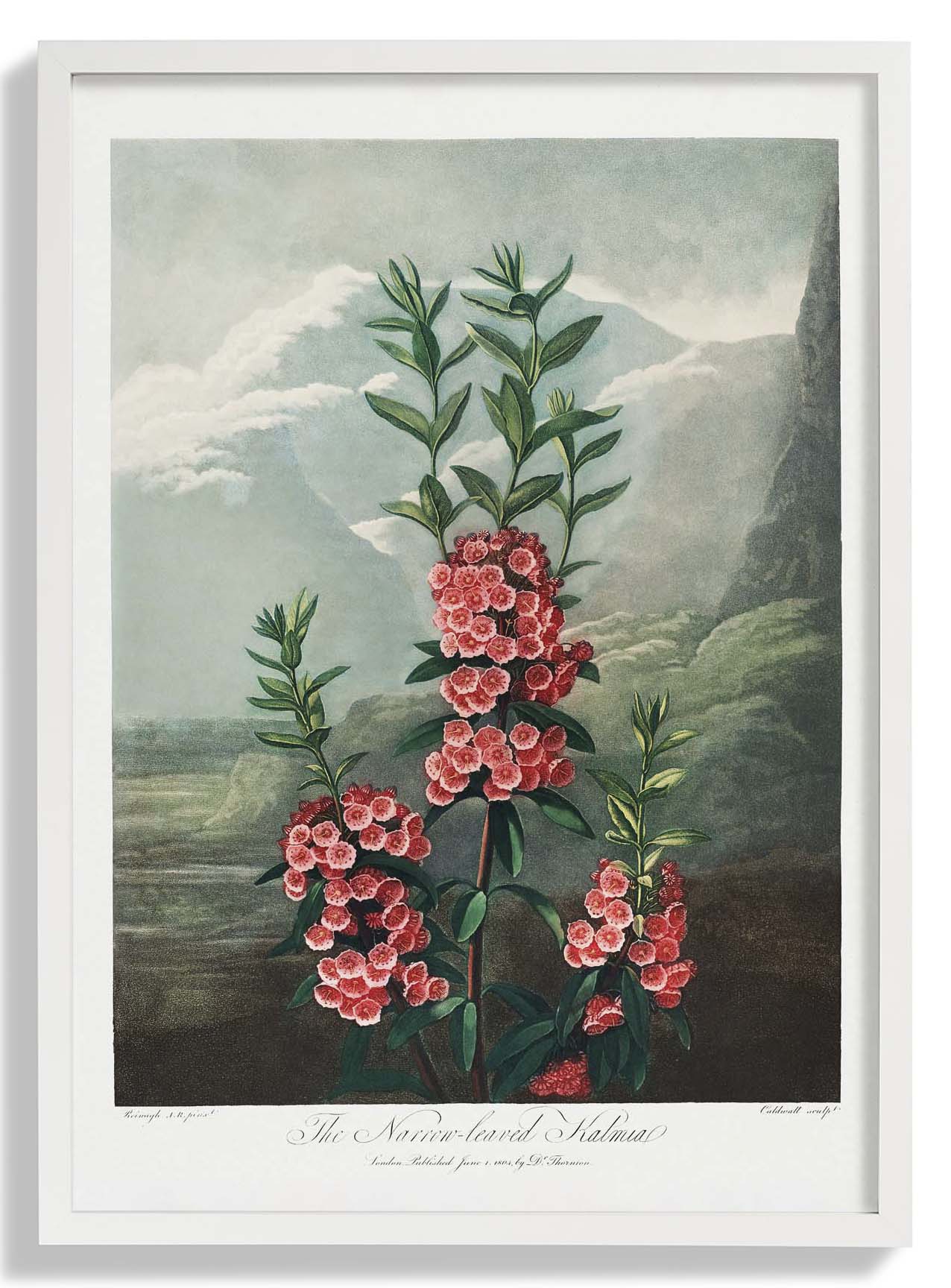 Kalmia from The Temple of Flora - Image 2
