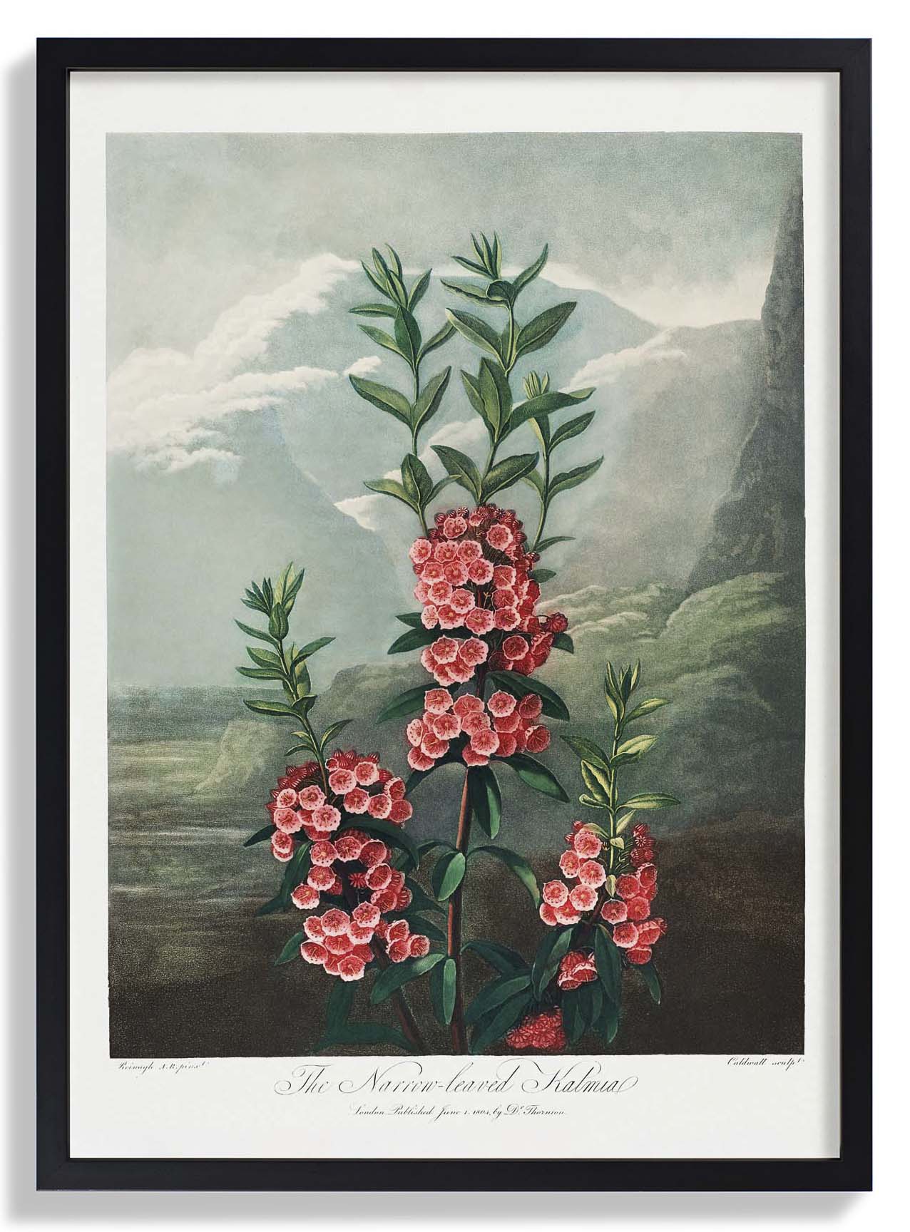 Kalmia from The Temple of Flora - Image 3