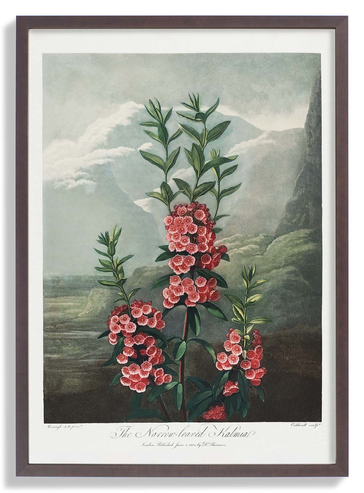 Kalmia from The Temple of Flora - Image 4