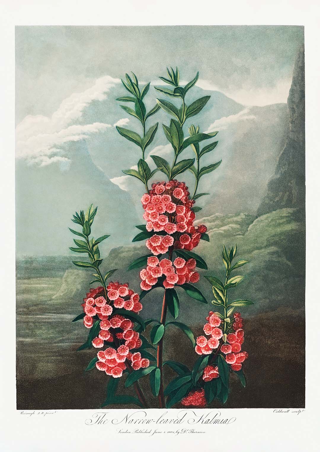 Kalmia from The Temple of Flora - Image 5