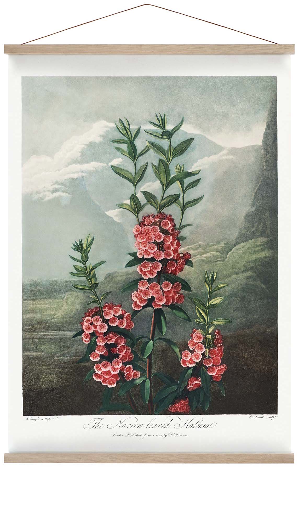 Kalmia from The Temple of Flora - Image 6