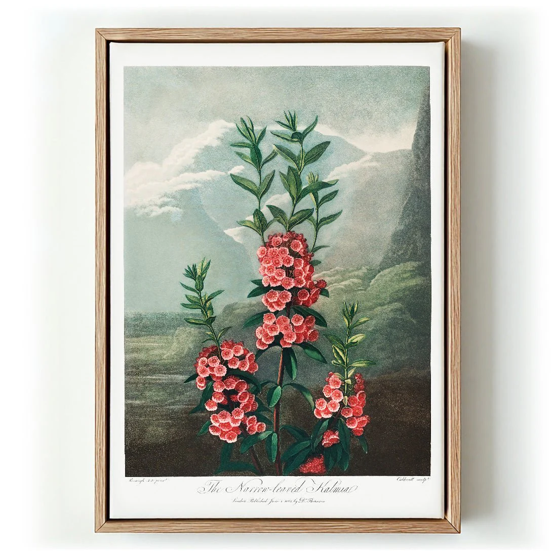 Kalmia from The Temple of Flora
