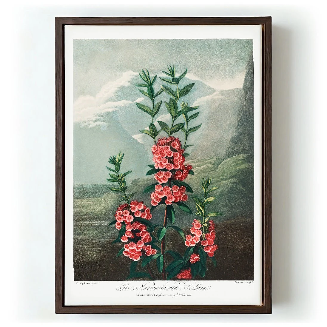 Kalmia from The Temple of Flora - Image 5