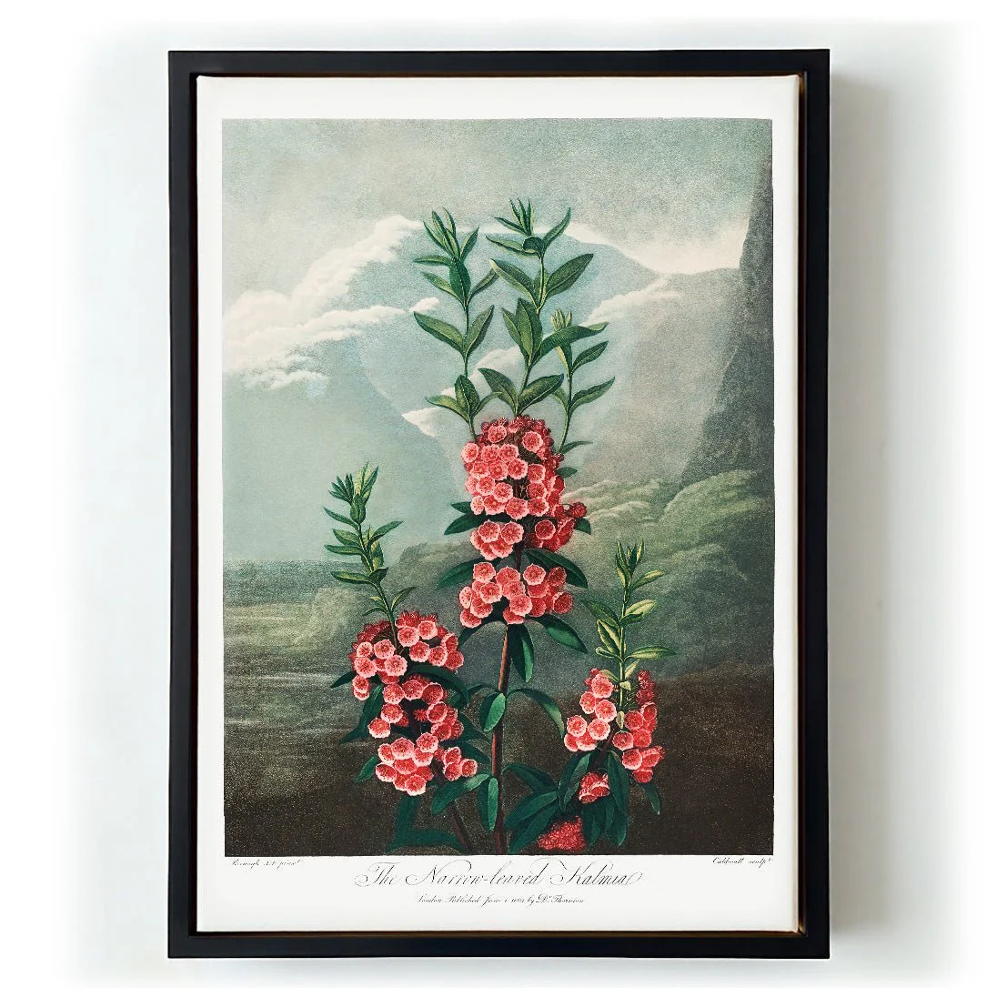 Kalmia from The Temple of Flora - Image 6