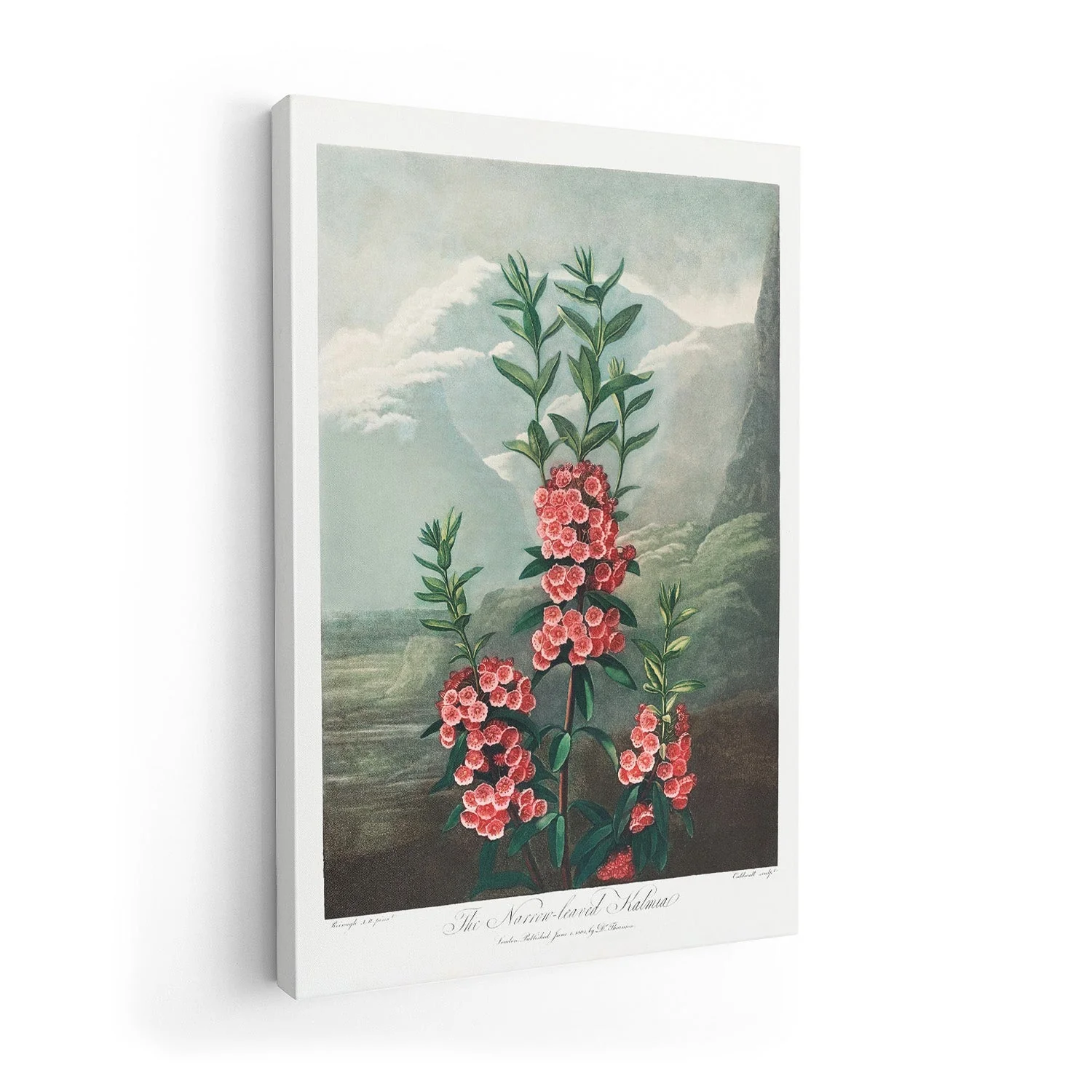 Kalmia from The Temple of Flora - Image 7