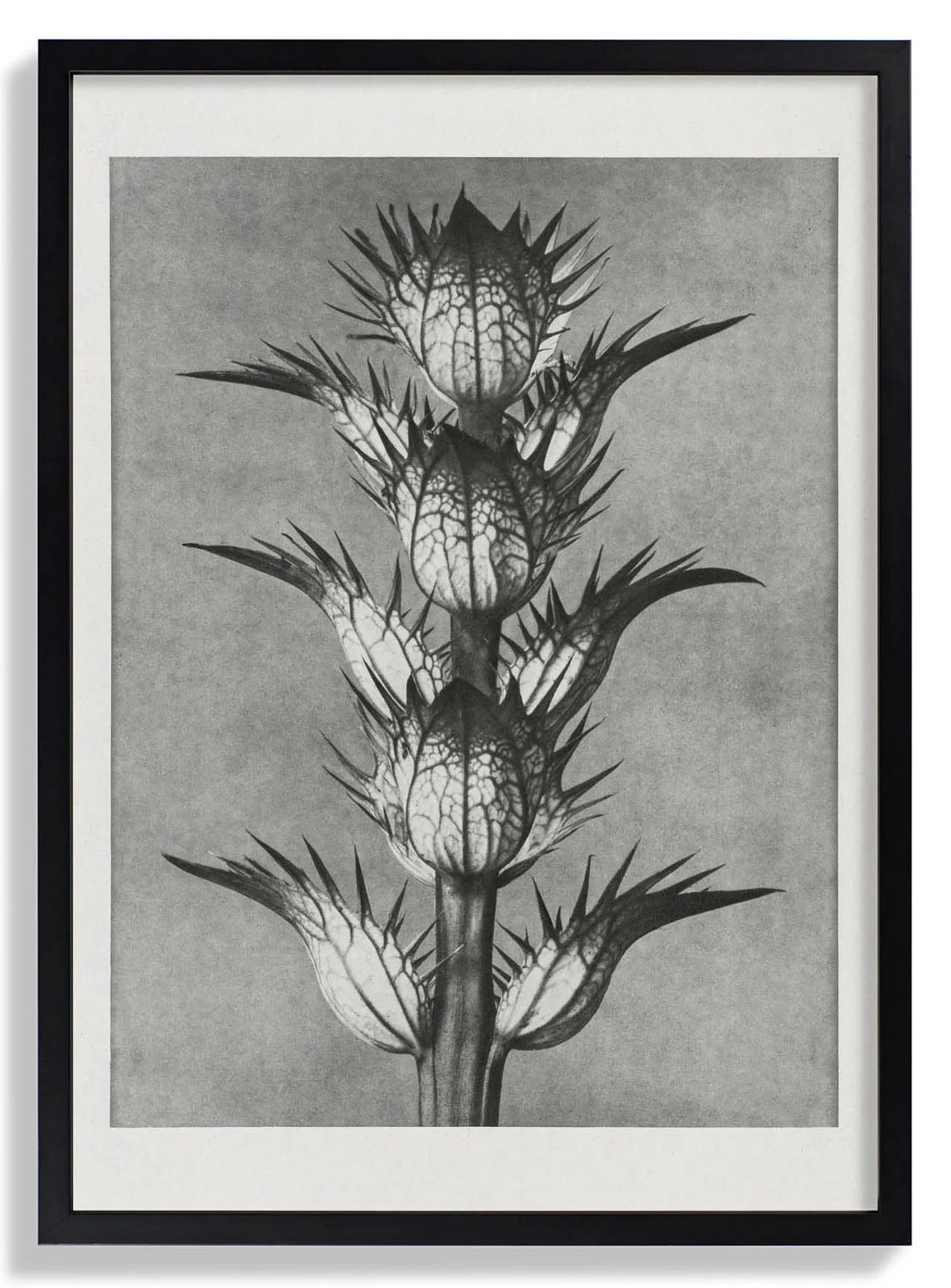 Karl Blossfeldt Photogravure Nr 101 - Image 6