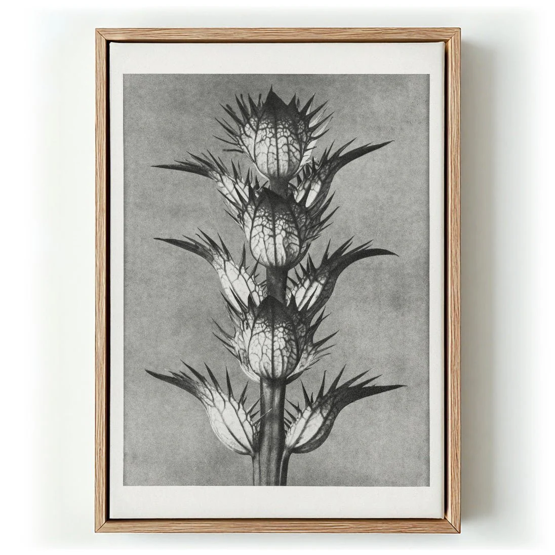 Karl Blossfeldt Photogravure Nr 101