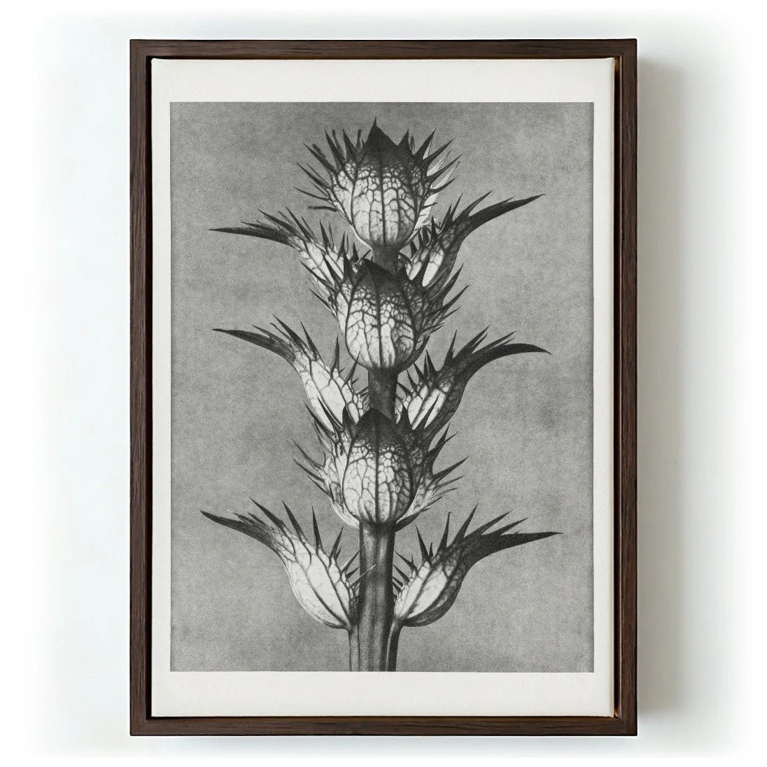 Karl Blossfeldt Photogravure Nr 101 - Image 5